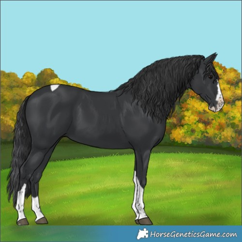 Horse Color:Black Splash Tobiano