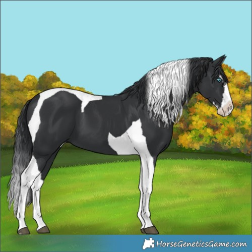 Horse Color:Black Splash Tobiano 