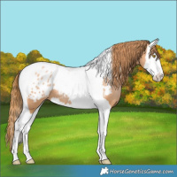 Horse Color:Bay Pearl Splash Tobiano Appaloosa 