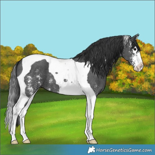 Horse Color:Black Sabino Splash Tobiano