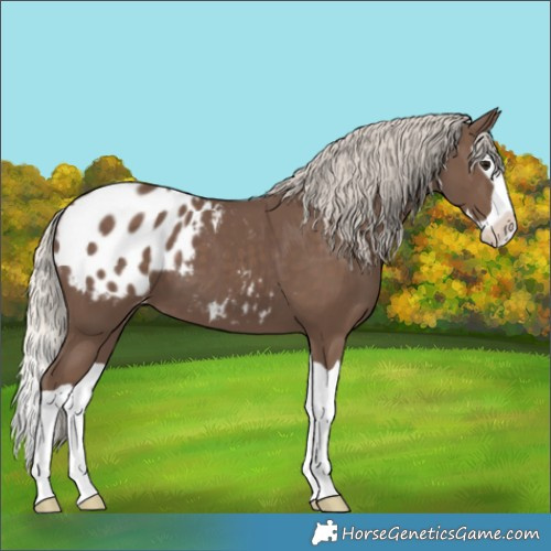 Horse Color:Silver Black Splash Appaloosa 