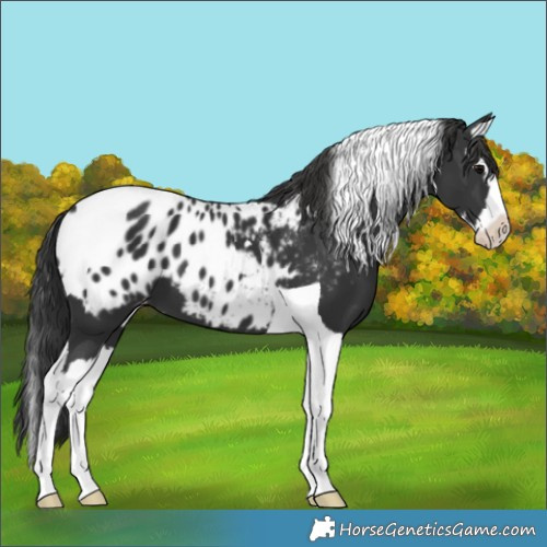 Horse Color:Black Splash Tobiano Appaloosa 