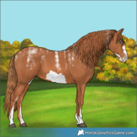 Horse Color:Powder White Chestnut Frame 