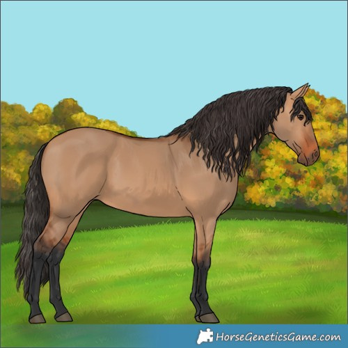 Horse Color:Bay Dun 