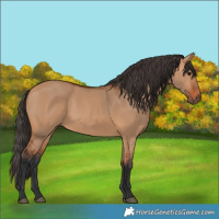 Horse Color:Bay Dun 