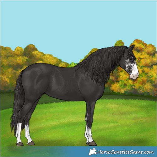 Horse Color:Smoky Black Sabino