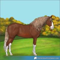 Horse Color:Chestnut Splash