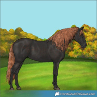 Horse Color:Liver Chestnut 