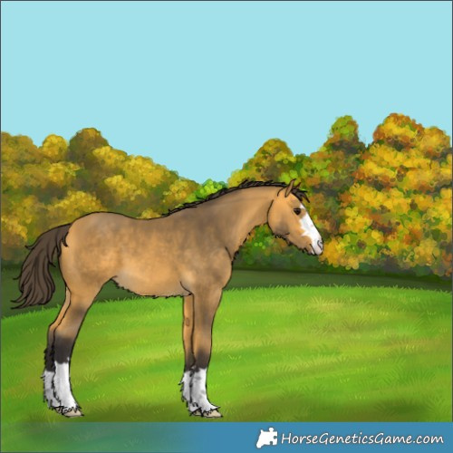 Horse Color:Buckskin 