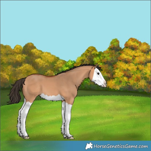Horse Color:Bay Dun Splash 