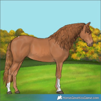 Horse Color:Chestnut Tobiano