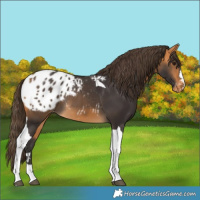 Horse Color:Buckskin Tobiano Appaloosa 