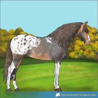 Horse Color:Buckskin Tobiano Blanket 