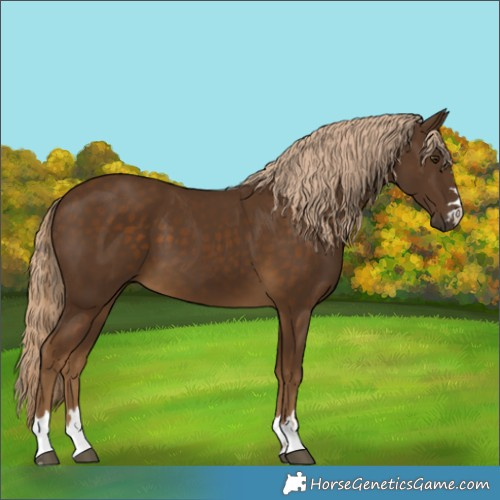 Horse Color:Chocolate Palomino 