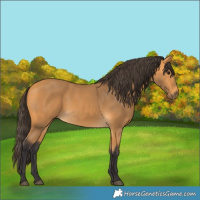 Horse Color:Buckskin 