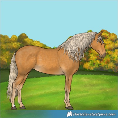 Horse Color:Palomino 