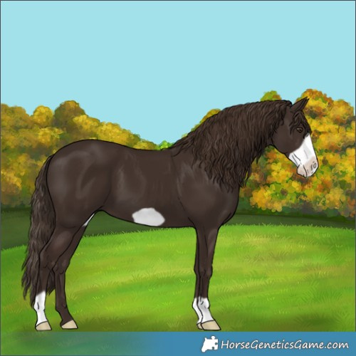 Horse Color:Liver Chestnut Frame