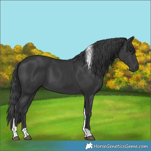 Horse Color:Black Tobiano 
