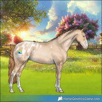 Horse Color:Buckskin Pearl Appaloosa Rabicano 