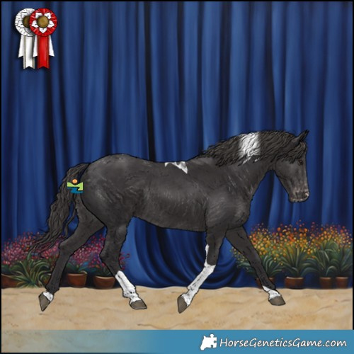 Horse Color:Smoky Black Tobiano Appaloosa Rabicano 