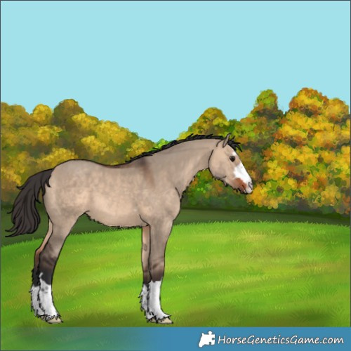 Horse Color:Brown Dun 