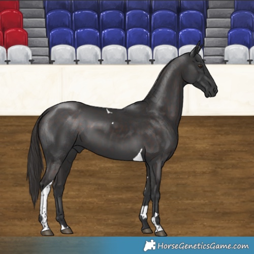 Horse Color:Liver Chestnut Tobiano 