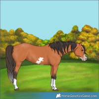 Horse Color:Bay Splash Frame