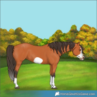 Horse Color:Bay Splash Frame 