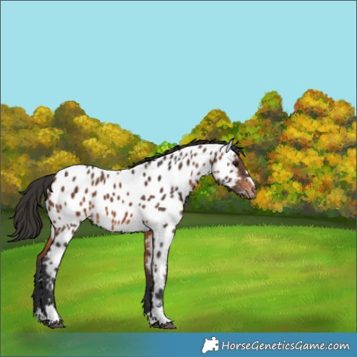 Horse Color:Brown Appaloosa