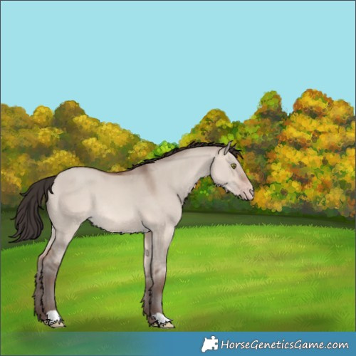 Horse Color:Sable Champagne Dun 