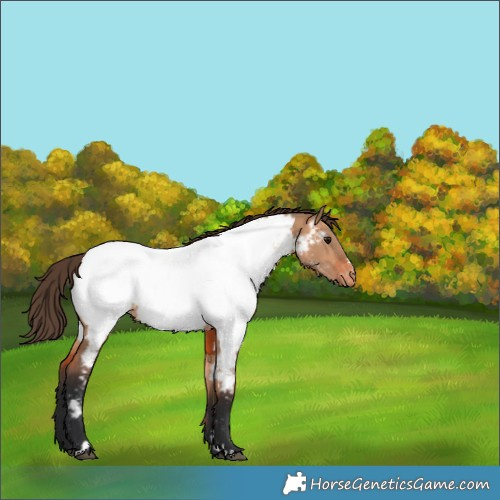 Horse Color:Bay Dun Appaloosa 