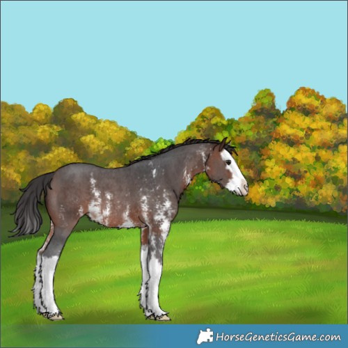 Horse Color:Brown Sabino Splash Rabicano 