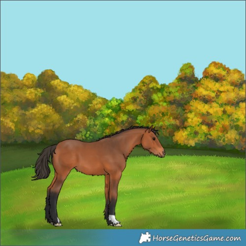 Horse Color:Bay 