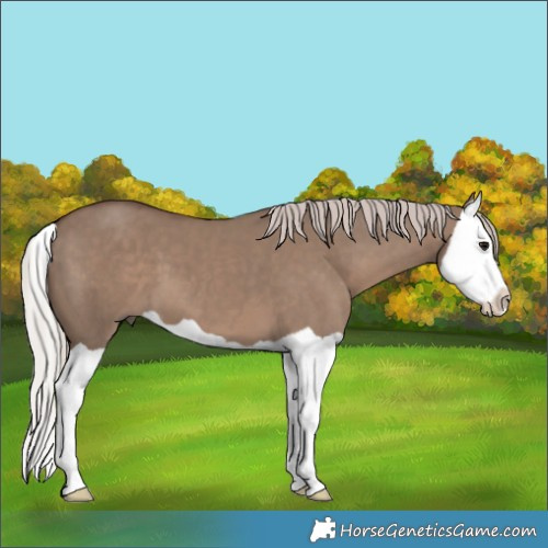Horse Color:Silver Grullo Splash 