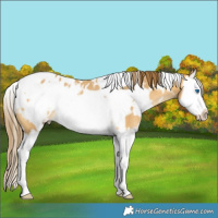 Horse Color:White Spotted Buckskin Dun Splash Frame Appaloosa Rabicano 