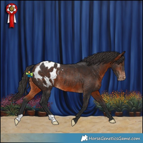 Horse Color:Brown Appaloosa Rabicano 