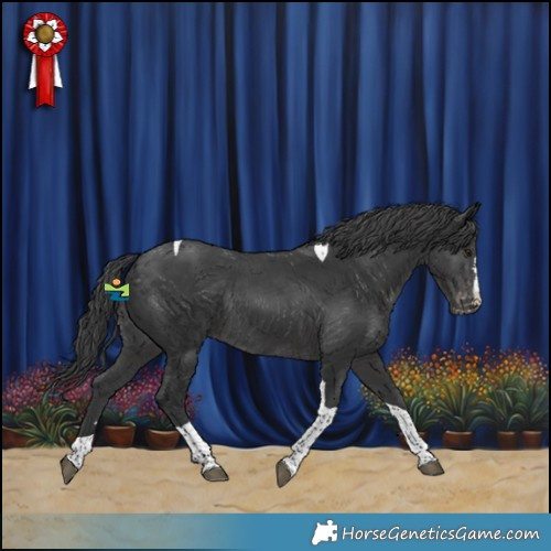 Horse Color:Black Tobiano Appaloosa Rabicano 