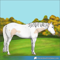 Horse Color:Silver Amber Champagne Dun Splash Tobiano 