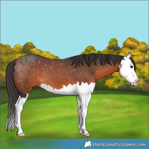 Horse Color:Brown Splash