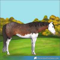 Horse Color:Brown Splash 