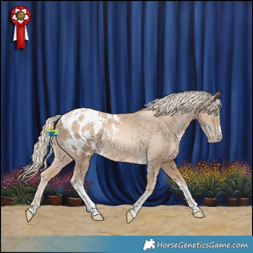 Horse Color:Chocolate Palomino Pearl Tobiano Appaloosa Rabicano 