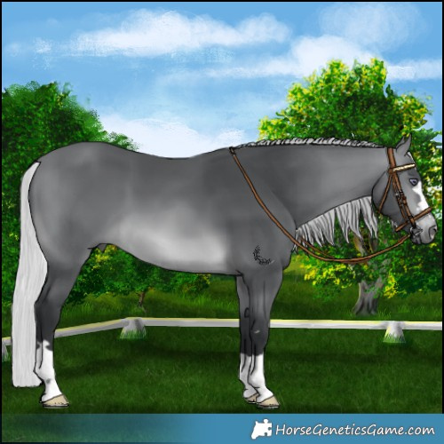 Horse Color:Silver Brown Chinchilla 