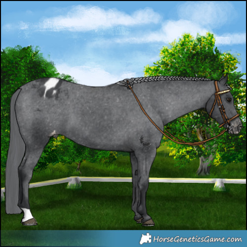 Horse Color:Black Chinchilla Varnish 