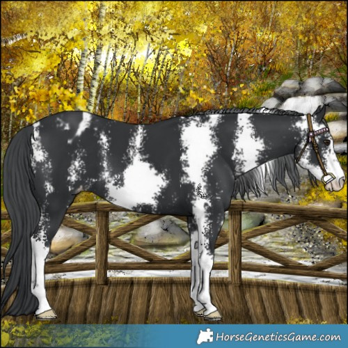Horse Color:Black Chinchilla Sabino Varnish 