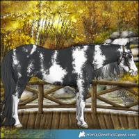 Horse Color:Black Chinchilla Sabino Varnish 