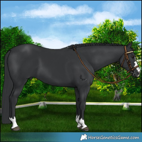 Horse Color:Black Chinchilla 