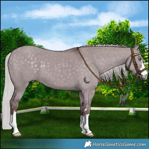 Horse Color:Chocolate Silver Grullo Chinchilla 