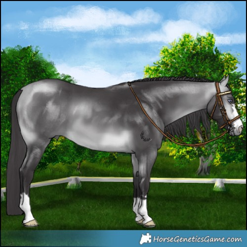 Horse Color:Buckskin Chinchilla 