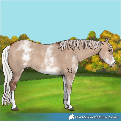 Horse Color:White Spotted Chocolate Silver Bay Dun 
