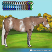 Horse Color:White Spotted Chocolate Silver Bay Dun 